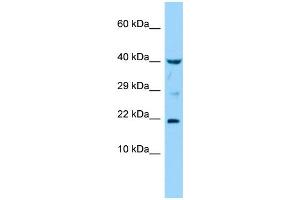 Host: Rabbit Target Name: IL36G Sample Type: THP-1 Whole Cell lysates Antibody Dilution: 1. (IL1F9 Antikörper  (Middle Region))