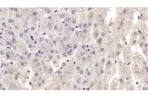 Detection of OPG in Human Liver Tissue using Polyclonal Antibody to Osteoprotegerin (OPG) (Osteoprotegerin Antikörper  (AA 1-196))