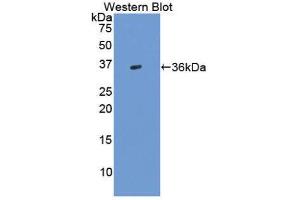 Western Blotting (WB) image for anti-Transforming Growth Factor, beta 3 (TGFB3) (AA 24-300) antibody (ABIN1860732) (TGFB3 Antikörper  (AA 24-300))