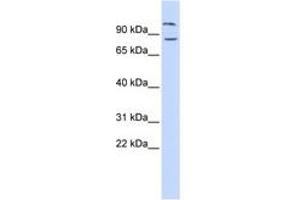 Image no. 1 for anti-Diacylglycerol Lipase, beta (DAGLB) (AA 216-265) antibody (ABIN6741326) (DAGLB Antikörper  (AA 216-265))
