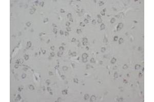 Immunohistochemistry (IHC) image for anti-Growth Associated Protein 43 (GAP43) antibody (ABIN1107311) (GAP43 Antikörper)
