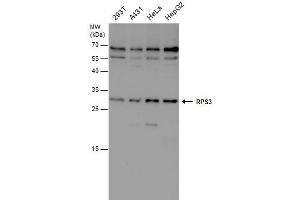 WB Image RPS3 antibody detects RPS3 protein by western blot analysis. (RPS3 Antikörper)