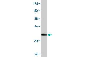 Western Blotting (WB) image for anti-DnaJ (Hsp40) Homolog, Subfamily C, Member 19 (DNAJC19) (AA 20-116) antibody (ABIN530657)