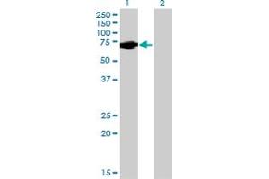 Western Blot analysis of FUBP1 expression in transfected 293T cell line by FUBP1 monoclonal antibody (M03), clone 1E10. (FUBP1 Antikörper  (AA 1-653))