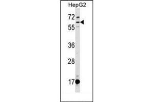 Western blot analysis of DEPDC1B Antibody (C-term) Cat. (DEPDC1B Antikörper  (C-Term))