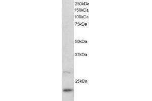ABIN184799 staining (2µg/ml) of U937 lysate (RIPA buffer, 30µg total protein per lane). (ARL2 Antikörper  (C-Term))