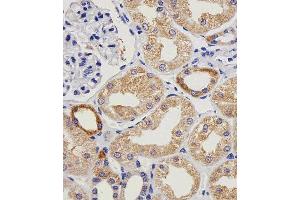 Paraformaldehyde-fixed, paraffin embedded human kidney tissue, Antigen retrieval by boiling in sodium citrate buffer (pH6. (VWF Antikörper)