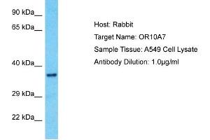 Host: Rabbit Target Name: OR10A7 Sample Type: A549 Whole Cell lysates Antibody Dilution: 1. (OR10A7 Antikörper  (C-Term))