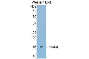 Western Blotting (WB) image for anti-Transforming Growth Factor, beta 1 (TGFB1) (AA 279-390) antibody (ABIN1860727) (TGFB1 Antikörper  (AA 279-390))