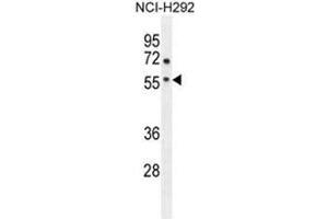 ADORA2A Antibody (Center) western blot analysis in NCI-H292 cell line lysates (35 µg/lane). (Adenosine A2a Receptor Antikörper  (Middle Region))