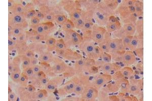 Detection of TBG in Human Liver Tissue using Polyclonal Antibody to Thyroxine Binding Globulin (TBG) (SERPINA7 Antikörper  (AA 128-415))
