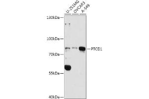 Western blot analysis of extracts of various cell lines, using PTCD1 antibody (ABIN7269203) at 1:3000 dilution. (PTCD1 Antikörper  (AA 435-537))