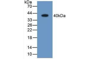 Detection of Recombinant ARL1, Human using Polyclonal Antibody to Aldose Reductase Like Protein 1 (ARL1) (ARL1 Antikörper  (AA 1-316))