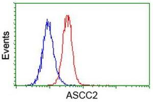 Flow cytometric Analysis of Hela cells, using anti-ASCC2 antibody (ABIN2454505), (Red), compared to a nonspecific negative control antibody, (Blue). (ASCC2 Antikörper)