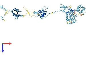 EFHC2 Protein (AA 1-750) (His tag)