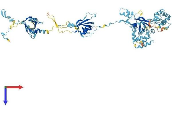 EFHC2 Protein (AA 1-750) (His tag)
