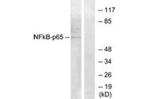Western blot analysis of extracts from Raw264. (NF-kB p65 Antikörper  (AA 221-270))