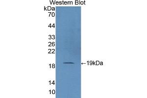Detection of Recombinant SOD1, Pig using Polyclonal Antibody to Superoxide Dismutase 1 (SOD1) (SOD1 Antikörper  (AA 2-153))