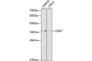 Western blot analysis of extracts of various cell lines, using CDK7 antibody (ABIN6129238, ABIN6138325, ABIN6138327 and ABIN6216762) at 1:1000 dilution. (CDK7 Antikörper  (AA 1-346))