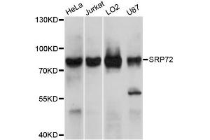 Western blot analysis of extracts of various cell lines, using SRP72 antibody (ABIN5999463) at 1/1000 dilution. (SRP72 Antikörper)