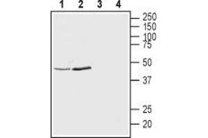 Western blot analysis of rat brain synaptosomal fraction (lanes 1 and 3) and mouse brain lysates (lanes 2 and 4): - 1,2.