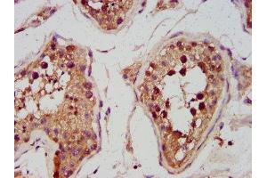 IHC image of ABIN7142012 diluted at 1:600 and staining in paraffin-embedded human testis tissue performed on a Leica BondTM system. (PDP Antikörper  (AA 1-154))