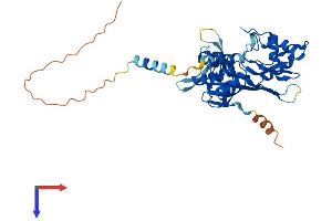 RPUSD4 Protein (AA 1-377) (His tag)