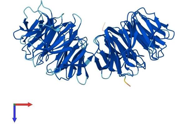 WDR16 Protein (AA 1-620) (His tag)