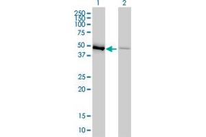 Western Blot analysis of EEF1G expression in transfected 293T cell line by EEF1G monoclonal antibody (M01), clone 3F11-1A10. (EEF1G Antikörper  (AA 1-437))