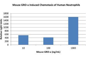 SDS-PAGE (SDS) image for Chemokine (C-X-C Motif) Ligand 1 (Melanoma Growth Stimulating Activity, Alpha) (CXCL1) protein (ABIN6699667)