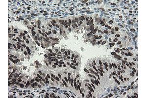 Image no. 4 for anti-Transducin-Like Enhancer of Split 1 (E(sp1) Homolog, Drosophila) (TLE1) (AA 180-460) antibody (ABIN1491049)