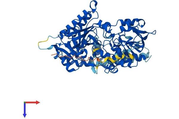 PYROXD2 Protein (AA 1-581) (His tag)