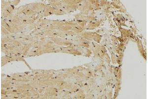 ABIN6274722 at 1/100 staining Mouse muscle tissue by IHC-P. (MRPS7 Antikörper)