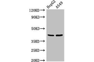 Western Blot Positive WB detected in: HepG2 whole cell lysate, A549 whole cell lysate All lanes: PITX2 antibody at 3 μg/mL Secondary Goat polyclonal to rabbit IgG at 1/50000 dilution Predicted band size: 36, 31 kDa Observed band size: 42 kDa (PITX2 Antikörper  (AA 40-154))