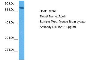 Host: Rabbit Target Name: APEH Sample Tissue: Mouse Brain Antibody Dilution: 1ug/ml (APEH Antikörper  (N-Term))