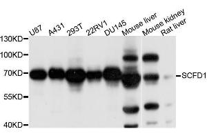 Western blot analysis of extracts of various cell lines, using SCFD1 antibody (ABIN5996176) at 1/1000 dilution. (SCFD1 Antikörper)