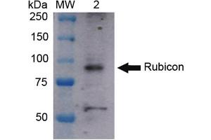 Western blot analysis of Human HeLa cell lysates showing detection of ~108 kDa Rubicon protein using Rabbit Anti-Rubicon Polyclonal Antibody . (Rubicon Antikörper  (N-Term) (Atto 594))