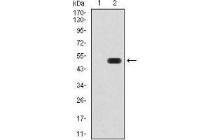 Western blot analysis using ATF3 mAb against HEK293 (1) and ATF3 (AA: 1-181)-hIgGFc transfected HEK293 (2) cell lysate.