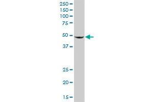 BAG5 MaxPab rabbit polyclonal antibody. (BAG5 Antikörper  (AA 1-447))