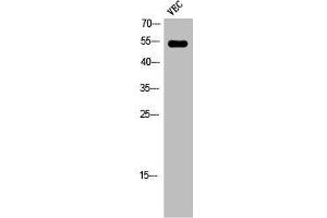 Western Blot analysis of VEC cells using Phospho-Ets-1 (T38) Polyclonal Antibody (ETS1 Antikörper  (pThr38))