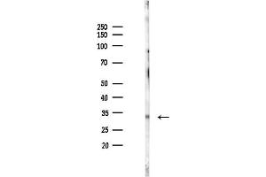 Western blot analysis of lysates from Mouse brain, using Phospho-Cyclin  (Ser90) Antibody at 1/1000 dilution.