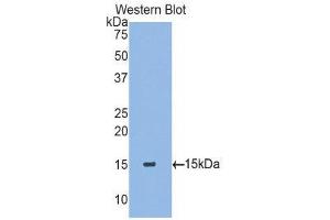 Western Blotting (WB) image for anti-Transforming Growth Factor, beta 2 (TGFB2) (AA 331-442) antibody (ABIN1078606) (TGFB2 Antikörper  (AA 331-442))