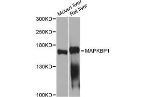 Western blot analysis of extracts of various cell lines, using MAPKBP1 antibody (ABIN2650930) at 1:1000 dilution. (MAPKBP1 Antikörper)