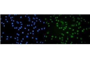 IF analysis of POLR2A using anti-POLR2A antibody (ABIN7599598).