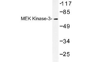 Image no. 1 for anti-Mitogen-Activated Protein Kinase Kinase 3 (MAP2K3) antibody (ABIN272249) (MAP2K3 Antikörper)