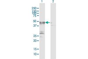 Western Blot analysis of PLA1A expression in transfected 293T cell line by PLA1A MaxPab polyclonal antibody. (PLA1A Antikörper  (AA 1-456))
