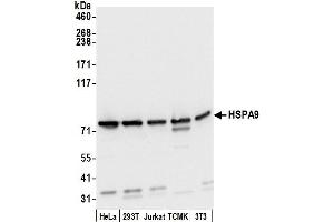 Western Blotting (WB) image for anti-Heat Shock 70kDa Protein 9 (Mortalin) (HSPA9) (AA 629-679) antibody (ABIN7450346)
