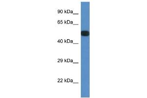 WB Suggested Anti-Ppp2r5e Antibody Titration: 1. (PPP2R5E Antikörper  (N-Term))