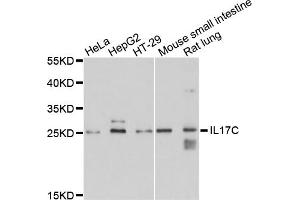 Western blot analysis of extracts of various cell lines, using IL17C antibody. (IL17C Antikörper)