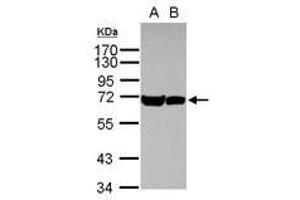 Image no. 1 for anti-Heat Shock 70kDa Protein 1A (HSPA1A) (AA 190-423) antibody (ABIN1498747) (HSP70 1A Antikörper  (AA 190-423))